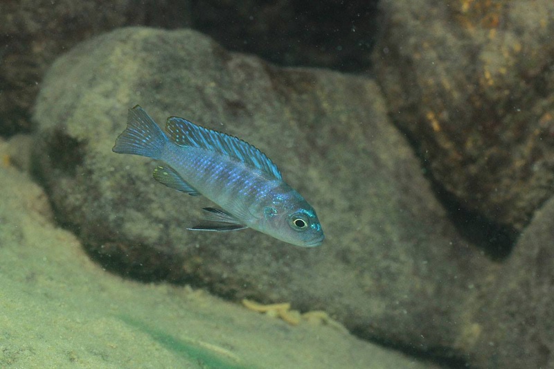 Chindongo minutus 'Nkhata Bay'